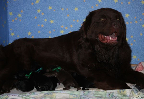 Фото: ньюфаундленд Velikiy Medved' Kameliya (Великий Медведь Камелия)