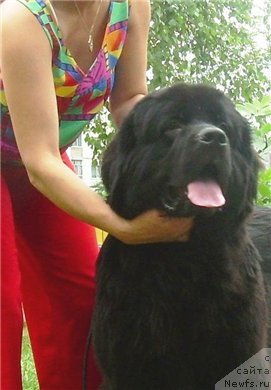 Фото: ньюфаундленд Velyke Malyatko Zmina Stylyu