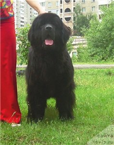 Фото: ньюфаундленд Velyke Malyatko Zmina Stylyu