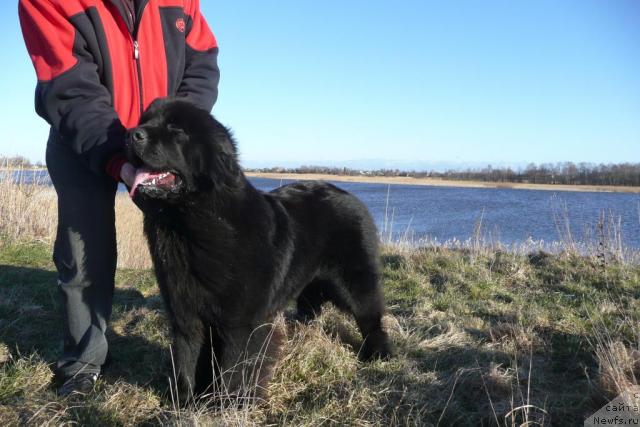 Фото: ньюфаундленд Zvezda Rostova s Berega Dona (Звезда Ростова с Берега Дона)