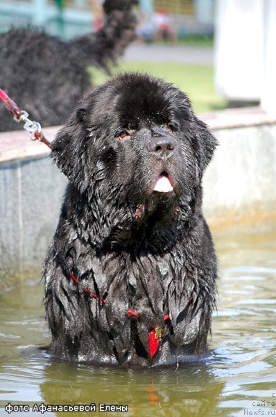 Фото: ньюфаундленд Bigbrother iz Volotova