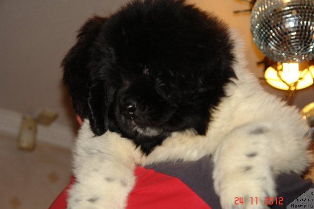 Фото: ньюфаундленд Stepnaya Palmira Eksklusive For Latvia (Степная Пальмира Ексклюзиве фор Латвия)