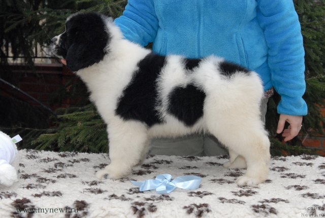 Фото: ньюфаундленд Sent Djons Valentine’s Day (Сент Джонс Валентине'с Дей)