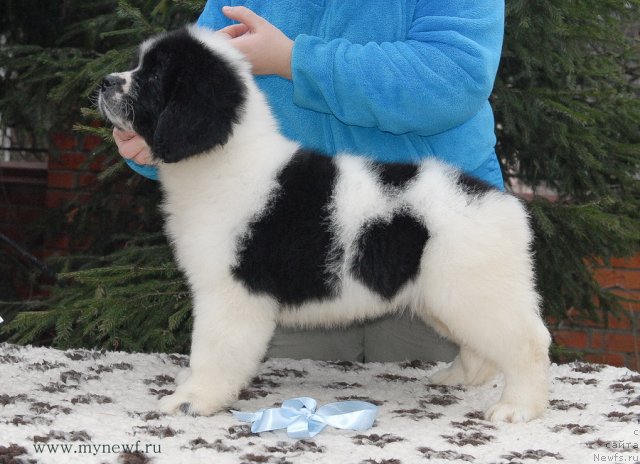 Фото: ньюфаундленд Sent Djons Valentine’s Day (Сент Джонс Валентине'с Дей)