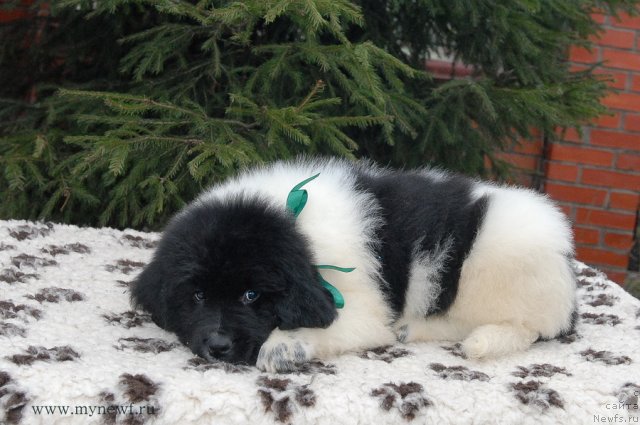 Фото: ньюфаундленд Sent Djons Valiant Knight (Сент Джонс Валиант Кнайт)