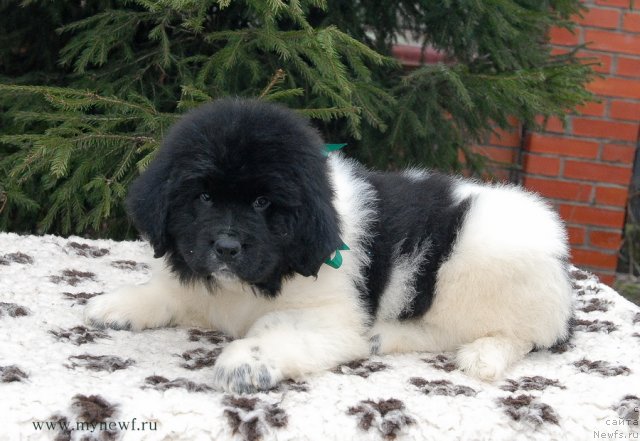 Фото: ньюфаундленд Sent Djons Valiant Knight (Сент Джонс Валиант Кнайт)