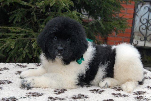 Фото: ньюфаундленд Sent Djons Valiant Knight (Сент Джонс Валиант Кнайт)