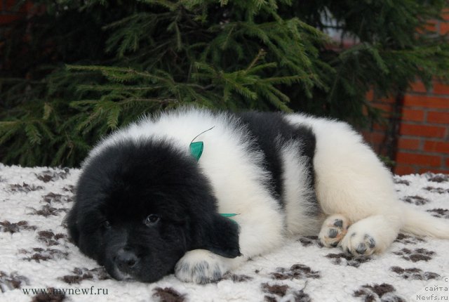 Фото: ньюфаундленд Sent Djons Valiant Knight (Сент Джонс Валиант Кнайт)