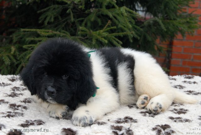 Фото: ньюфаундленд Sent Djons Valiant Knight (Сент Джонс Валиант Кнайт)