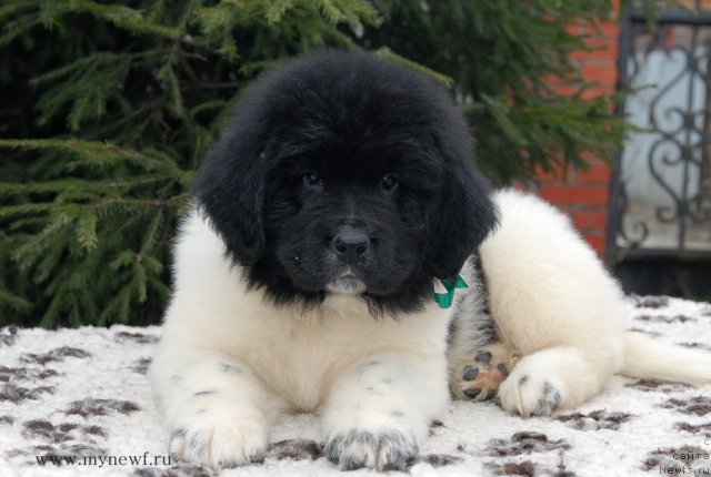 Фото: ньюфаундленд Sent Djons Valiant Knight (Сент Джонс Валиант Кнайт)