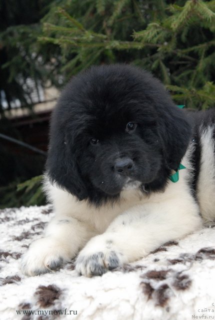 Фото: ньюфаундленд Sent Djons Valiant Knight (Сент Джонс Валиант Кнайт)