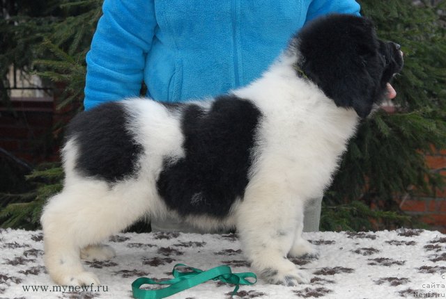 Фото: ньюфаундленд Sent Djons Valiant Knight (Сент Джонс Валиант Кнайт)