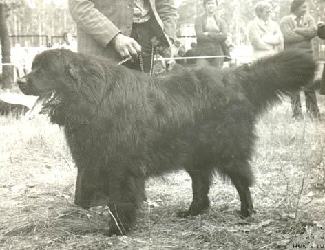 Фото: ньюфаундленд Cedam Hans (Цедам Ханс)