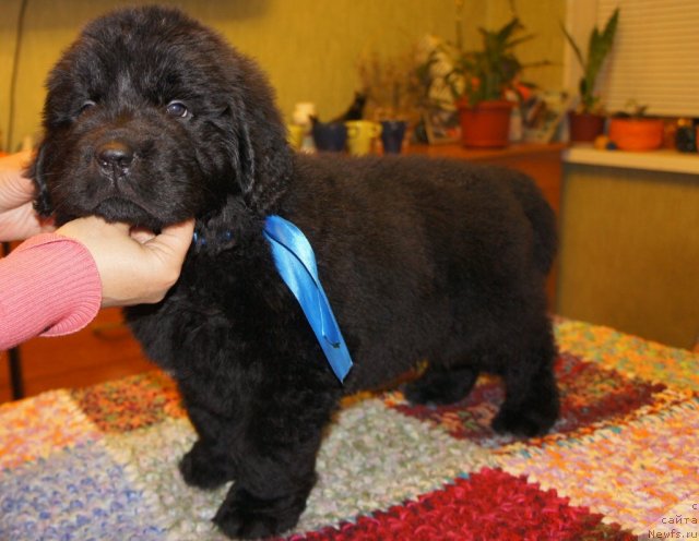 Фото: Natal'ya Smirnova (Наталья Смирнова)