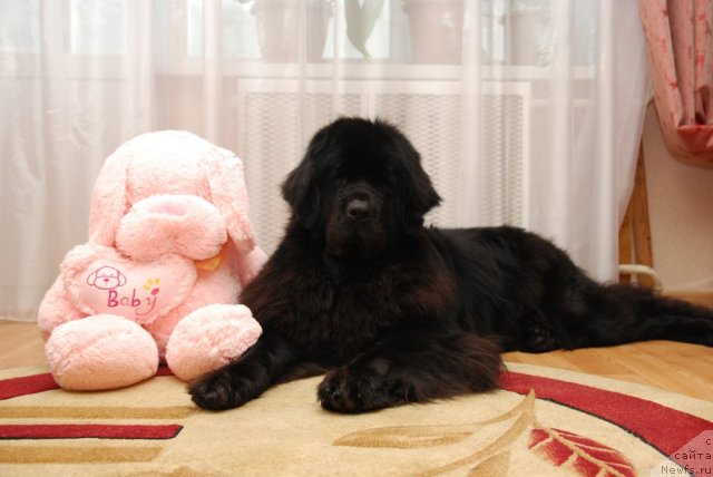 Фото: ньюфаундленд Formula Lyubvi ot Sibirskogo Medvedya (Формула Любви от Сибирского Медведя)