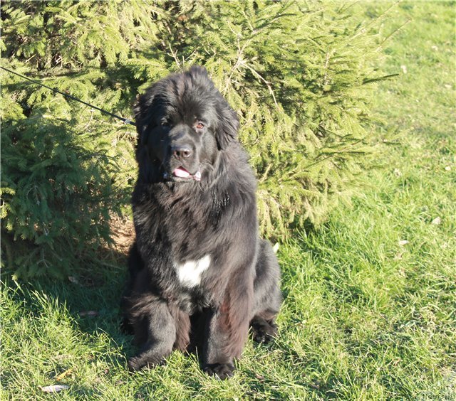 Фото: ньюфаундленд Blyek Diamond Agidel' ot Potapa Uvertyura (Блэк Диамонд Агидель от Потапа Увертюра)