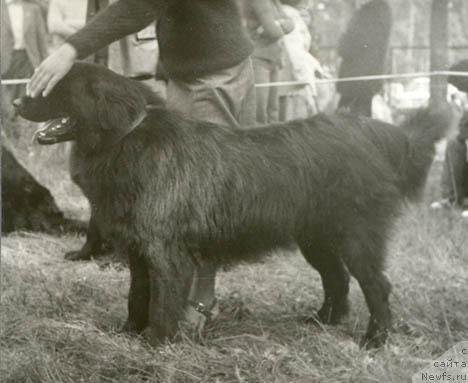 Фото: ньюфаундленд Cedam Hana (Цедам Хана)