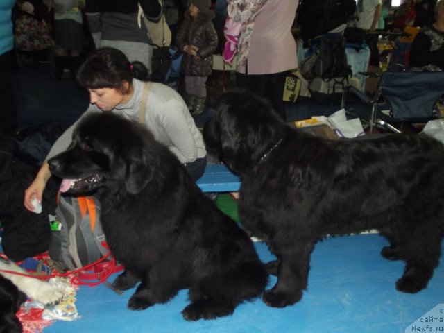 Фото: ньюфаундленд Yudzhiniya iz Medvejyego Yara (Юджиния из Медвежьего Яра)