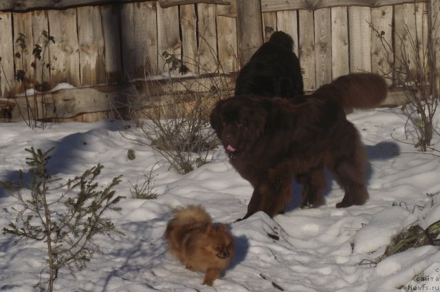 Фото: ньюфаундленд Koketka ot CHannel iz Medvej'ego YAra (Кокетка от Чаннел из Медвежьего Яра), ньюфаундленд Undercover Angel Nuo Ozo Kalvu, Фрося