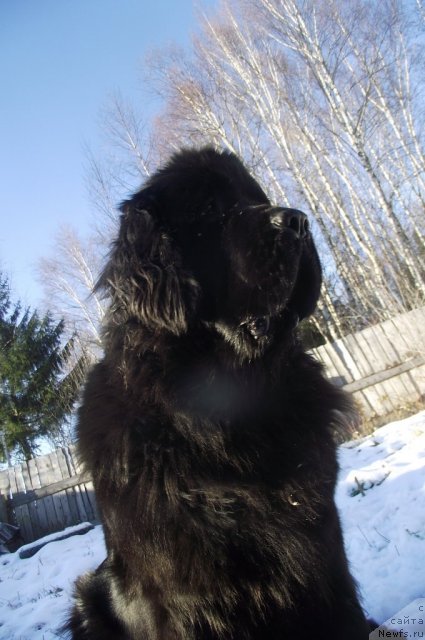 Фото: ньюфаундленд Undercover Angel Nuo Ozo Kalvu