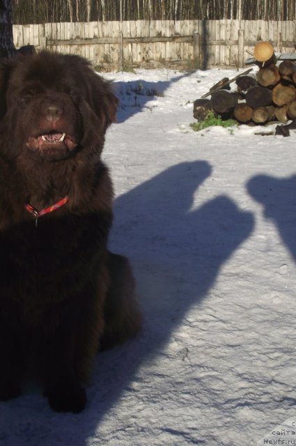 Фото: ньюфаундленд Koketka ot CHannel iz Medvej'ego YAra (Кокетка от Чаннел из Медвежьего Яра)