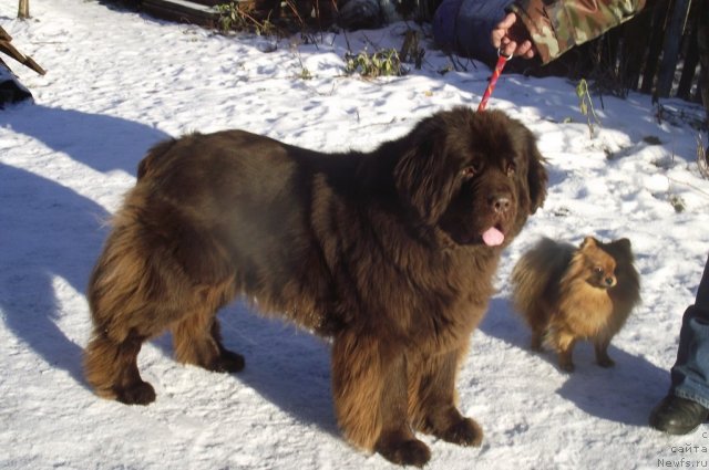 Фото: ньюфаундленд Koketka ot CHannel iz Medvej'ego YAra (Кокетка от Чаннел из Медвежьего Яра), Фросенька