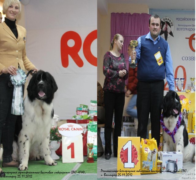 Фото: ньюфаундленд Pitern'yuf Hubba-Bubba (Питерньюф Хубба-Бубба), Vladimir Slepchenko (Владимир Слепченко)