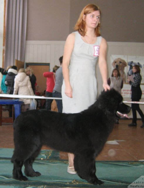 Фото: ньюфаундленд Bi Perfekt Alana (Би Перфект Алана)