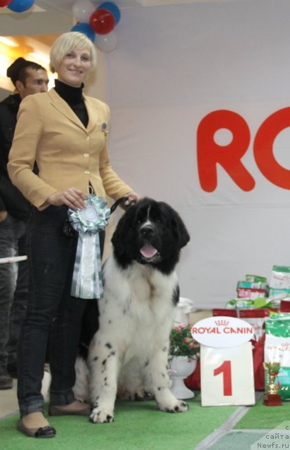 Фото: ньюфаундленд Pitern'yuf Hubba-Bubba (Питерньюф Хубба-Бубба)