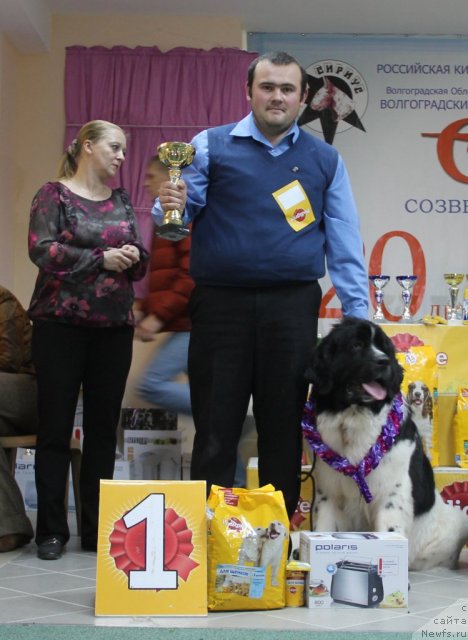 Фото: ньюфаундленд Pitern'yuf Hubba-Bubba (Питерньюф Хубба-Бубба), Vladimir Slepchenko (Владимир Слепченко)