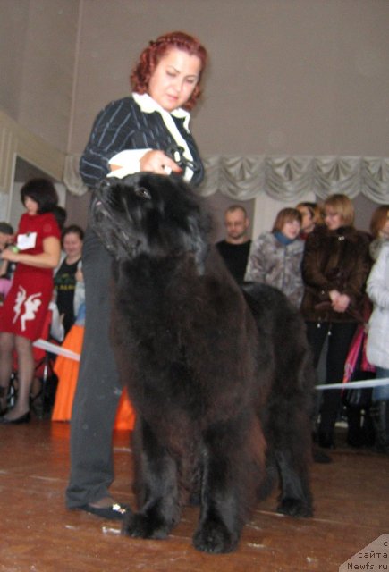 Фото: ньюфаундленд Uzuri vom Trieberg