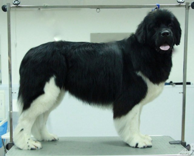 Фотография № 111562