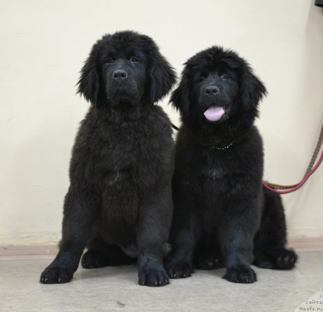 Фото: ньюфаундленд Sof'ya Golden Djess (Софья Голден Джесс), ньюфаундленд Skarlet O'Hara (Скарлет О'Хара)