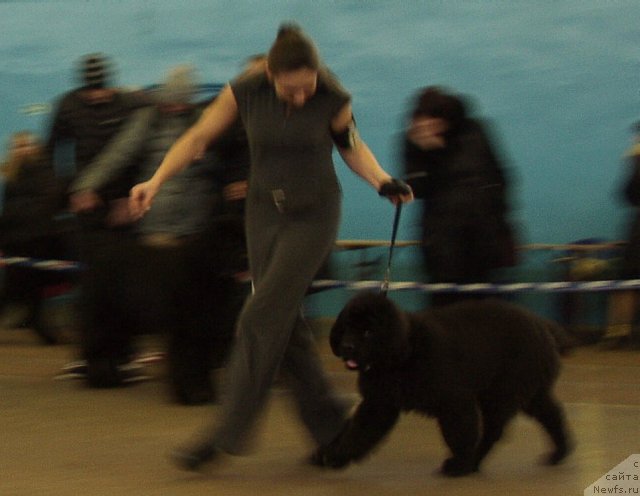 Фото: ньюфаундленд Amparo de Dios Dinastiya Soverchenstva (Ампаро де Диос Династия Совершенства), Natal'ya Dubovskaya (Наталья Дубовская)