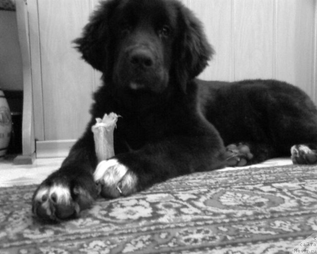 Фото: ньюфаундленд Arna (Арна)