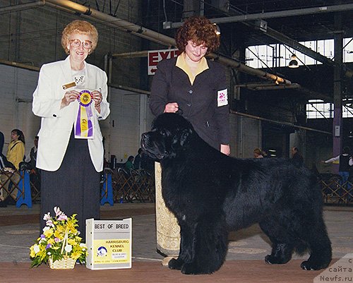 Фото: ньюфаундленд Pouch Cove's Goliath