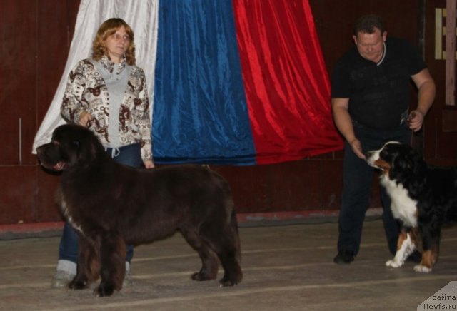 Фото: ньюфаундленд Obush SHed YAntarnyiy Poceluy (Обуш Шед Янтарный Поцелуй), Svetlana Panchenko (Светлана Панченко)
