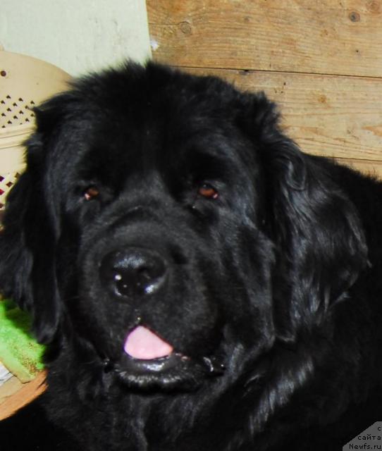 Фото: ньюфаундленд Sent Djons Zanna D'Ark (Сент Джонс Жанна Д'Арк)