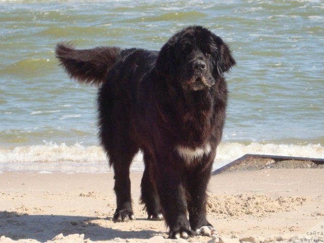 Фото: ньюфаундленд Arna (Арна)