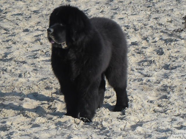 Фотография № 111599