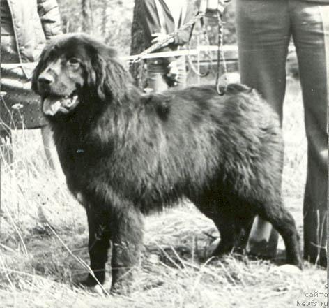 Фото: ньюфаундленд Cece YUdjeri (Цеце Юджери)