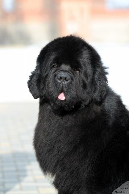 Фото: ньюфаундленд Bowaters Braveheart Nuo Ozo Kalvu