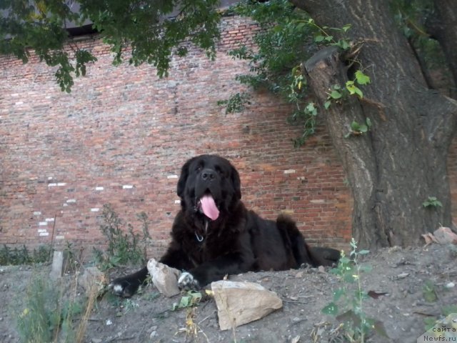 Фото: ньюфаундленд Arna (Арна)