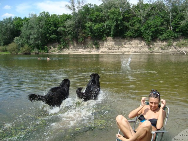 Фото: Arna, дочка Baffi, ньюфаундленд Arna (Арна)