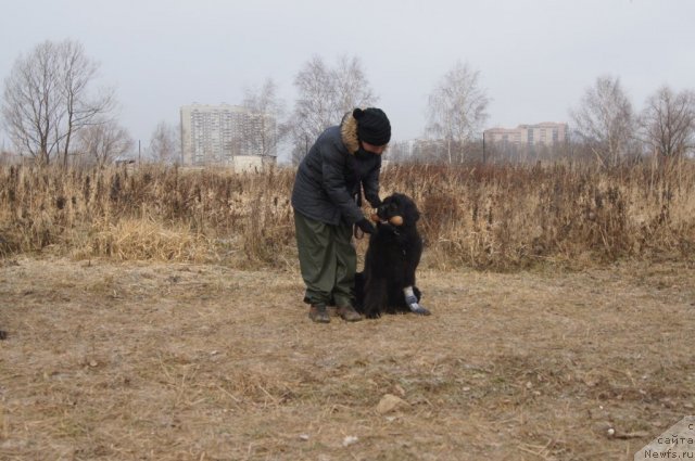 Фото: Aleksandra Fetisova (Александра Фетисова), ньюфаундленд Beguschaya po Volnam Foget Mi Not (Бегущая по Волнам Фогет Ми Нот)
