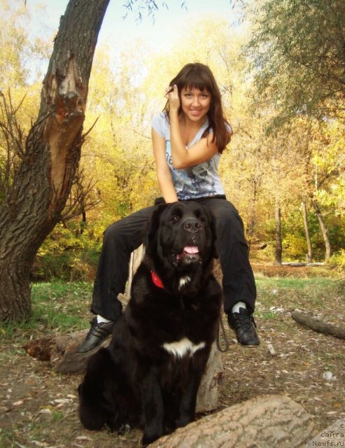 Фото: ньюфаундленд Arna (Арна)