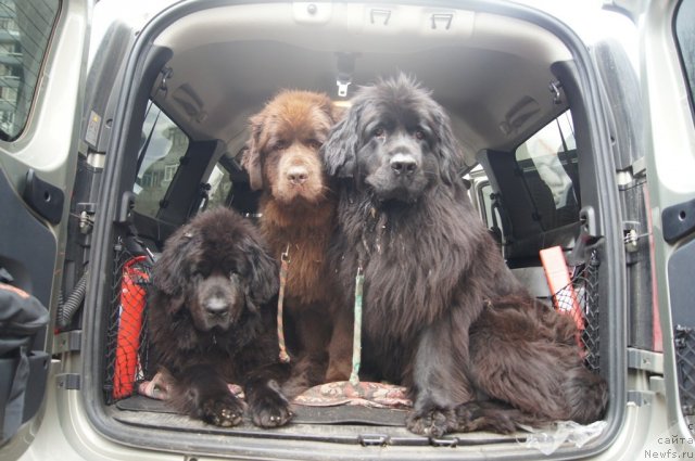 Фото: ньюфаундленд Sent Djons Lesnaya Feya (Сент Джонс Лесная Фея), ньюфаундленд Ocharovashka s Berega Dona (Очаровашка с Берега Дона), ньюфаундленд Masyanya Grand Byebi (Масяня Гранд Бэби)