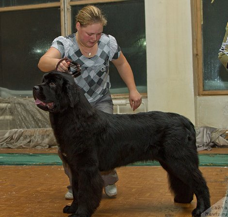 Фото: ньюфаундленд Rapsodiya Lyubvi iz Tihogo Omuta (Рапсодия Любви из Тихого Омута)
