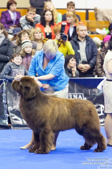 Фото: ньюфаундленд Aquatoriya Kelvin Reds Begin and Win (Акватория Келвин Редс Бегин энд Вин)