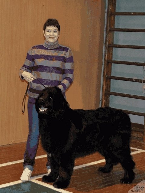 Фото: ньюфаундленд Bonopart Napoleon (Бонопарт Наполеон), Tat'yana Juravleva (Татьяна Журавлева)